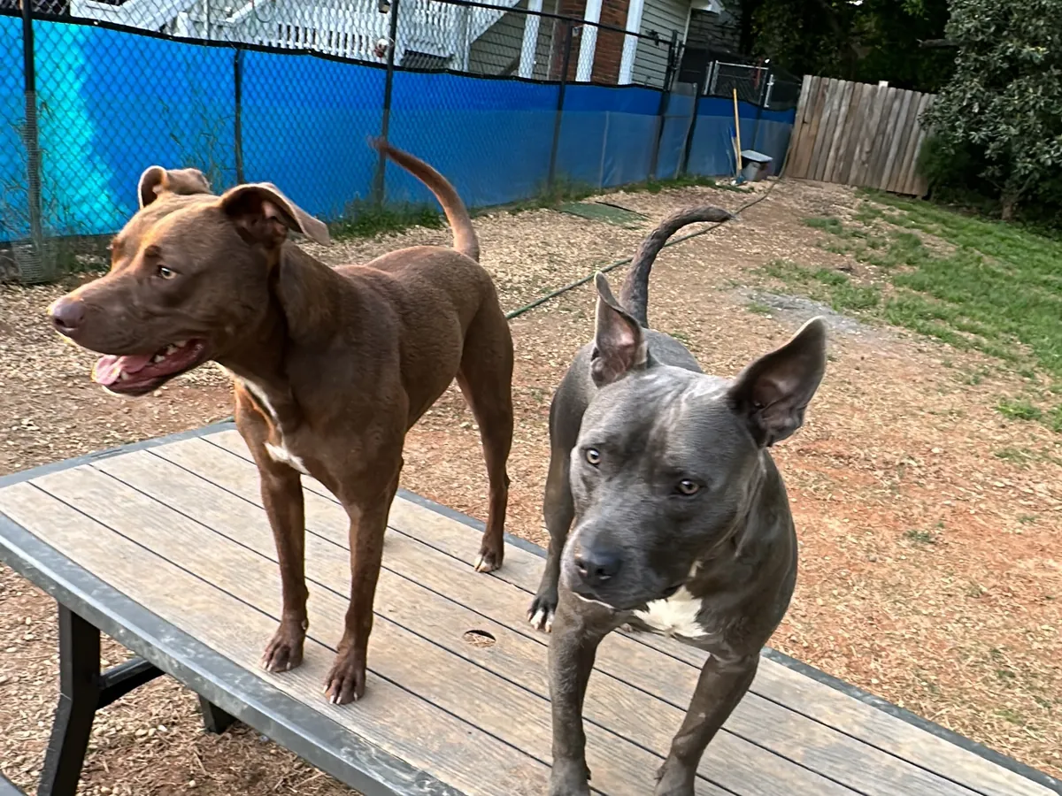 Rescue dogs at play on the fields at Paws Club Roswell, a Roswell, GA dog rescue and daycare