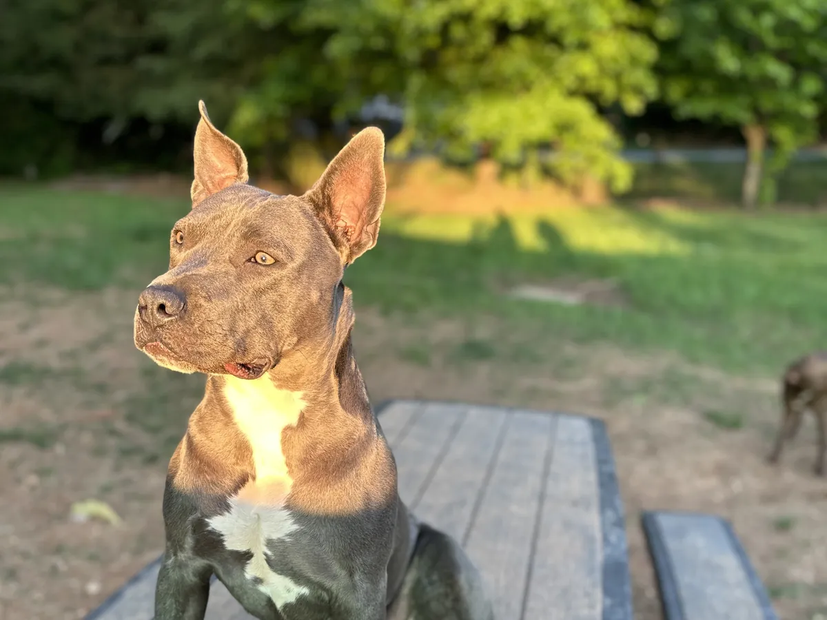 Freshly bathed dog looking clean at Paws Club Roswell in Roswell, GA