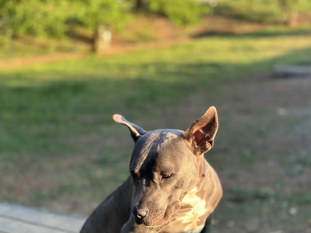 Relaxed dog enjoying an overnight boarding stay at Paws Club Roswell