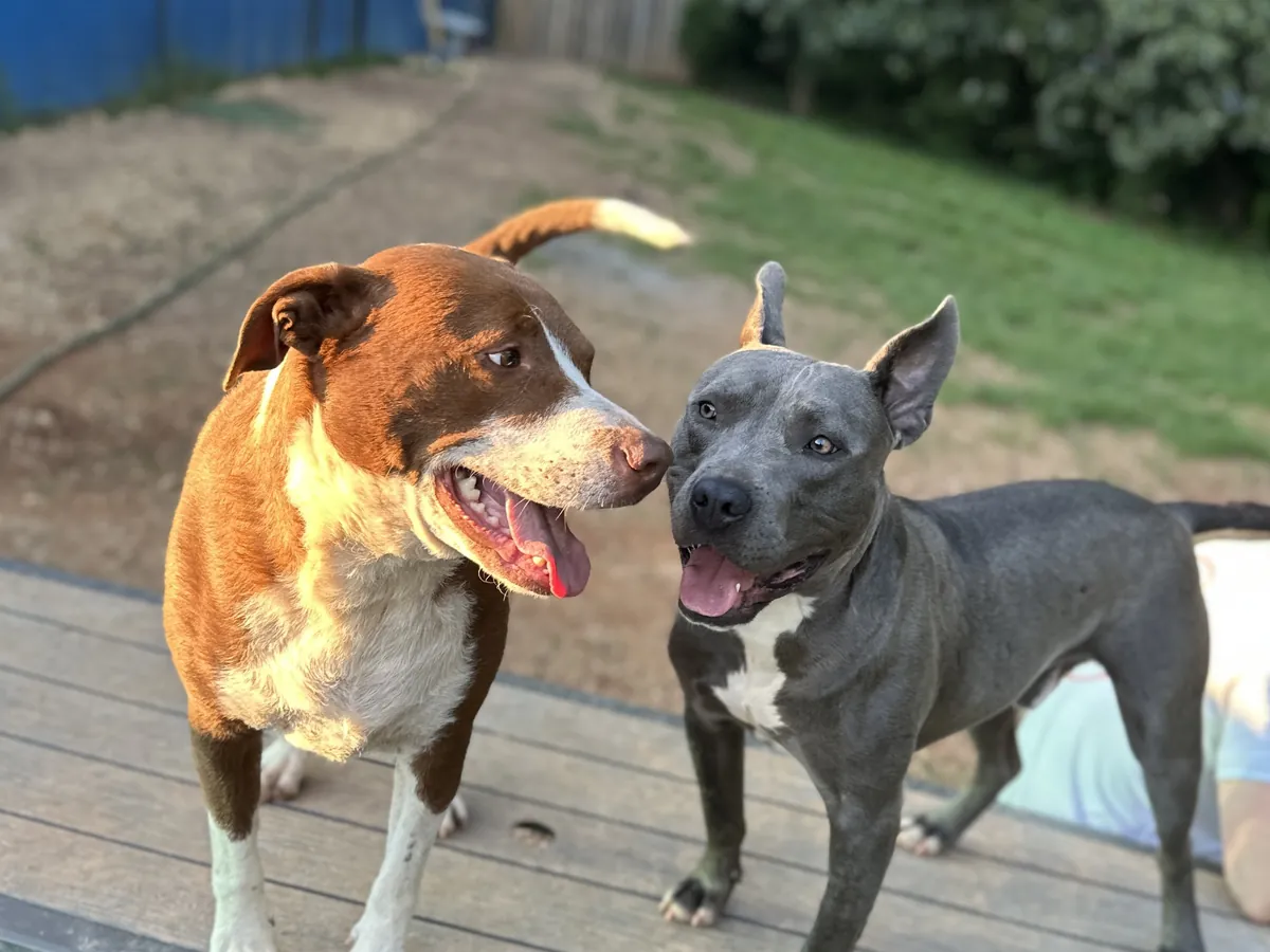 Two dogs socializing at doggy daycare in Roswell, GA